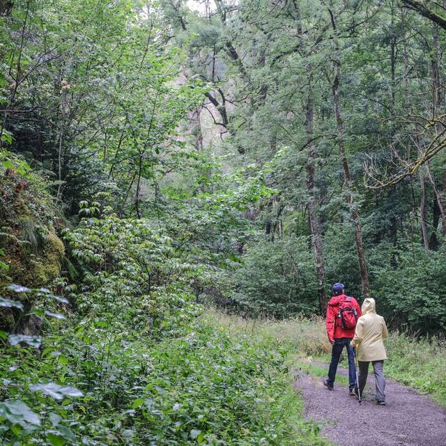 Wanderer gehen im Nationalpark Eifel durch das Wüstebachtal.