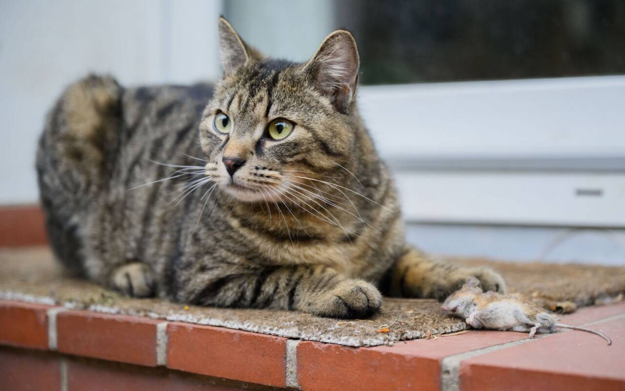 Eine Katze spielt mit einer zuvor gefangenen Maus in einem Garten in der Region Hannover. Das Katz-und-Maus-Spiel endete für das kleine Nagetier tödlich.