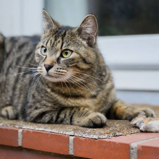 Eine Katze spielt mit einer zuvor gefangenen Maus in einem Garten in der Region Hannover. Das Katz-und-Maus-Spiel endete für das kleine Nagetier tödlich.