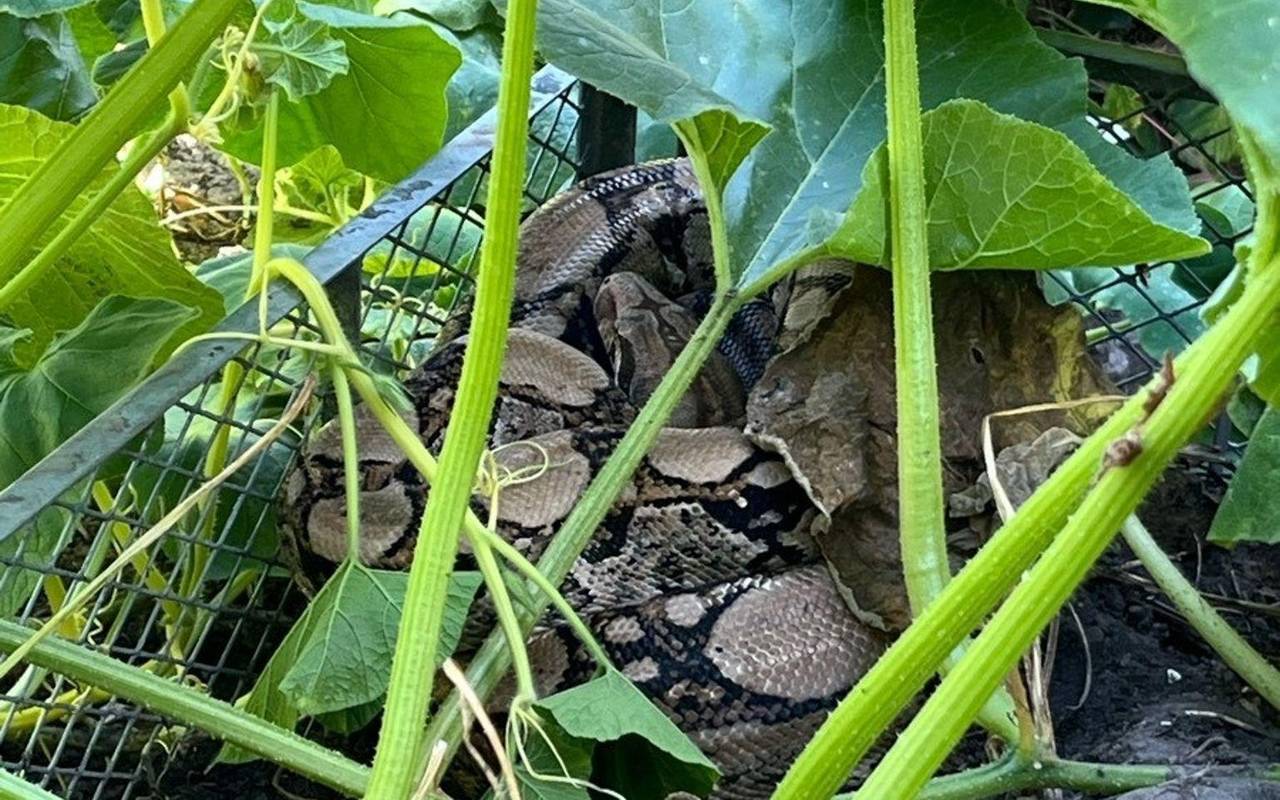 Frau entdeckt Würgeschlange im heimischen Kompost