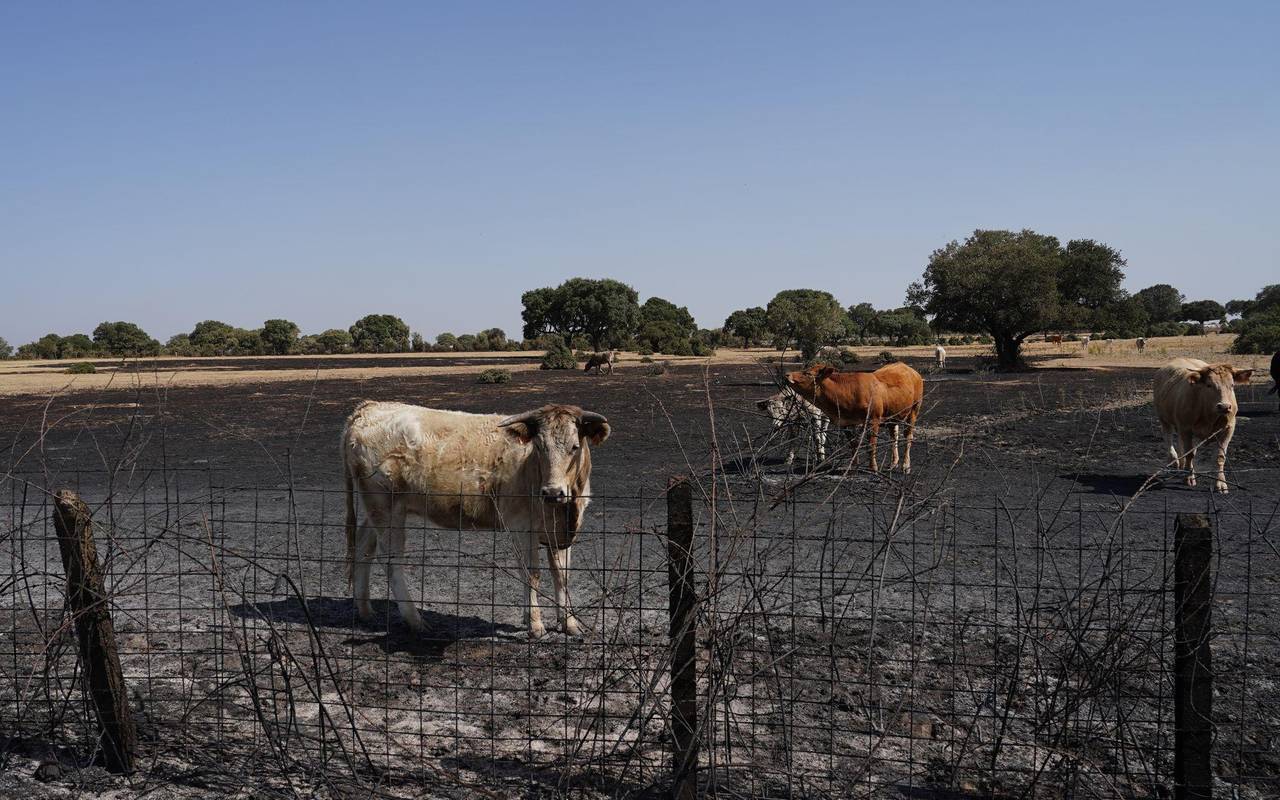 Waldbrände in Spanien