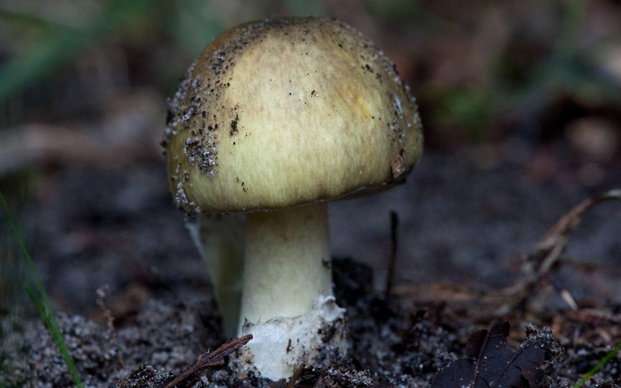 Grüner Knollenblätterpilz (Amanita phalloides)