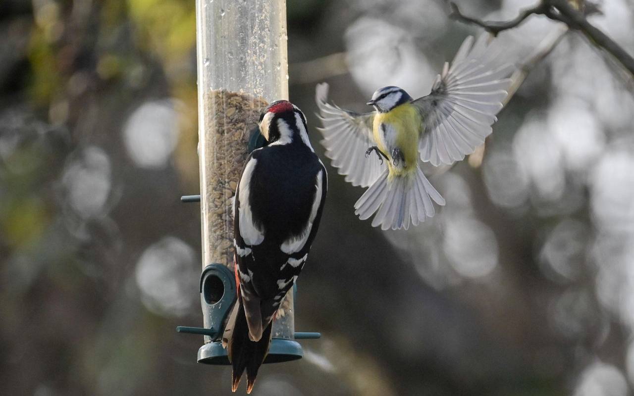 Blaumeise fliegt Futterspender an, an dem ein Buntspecht sitzt
