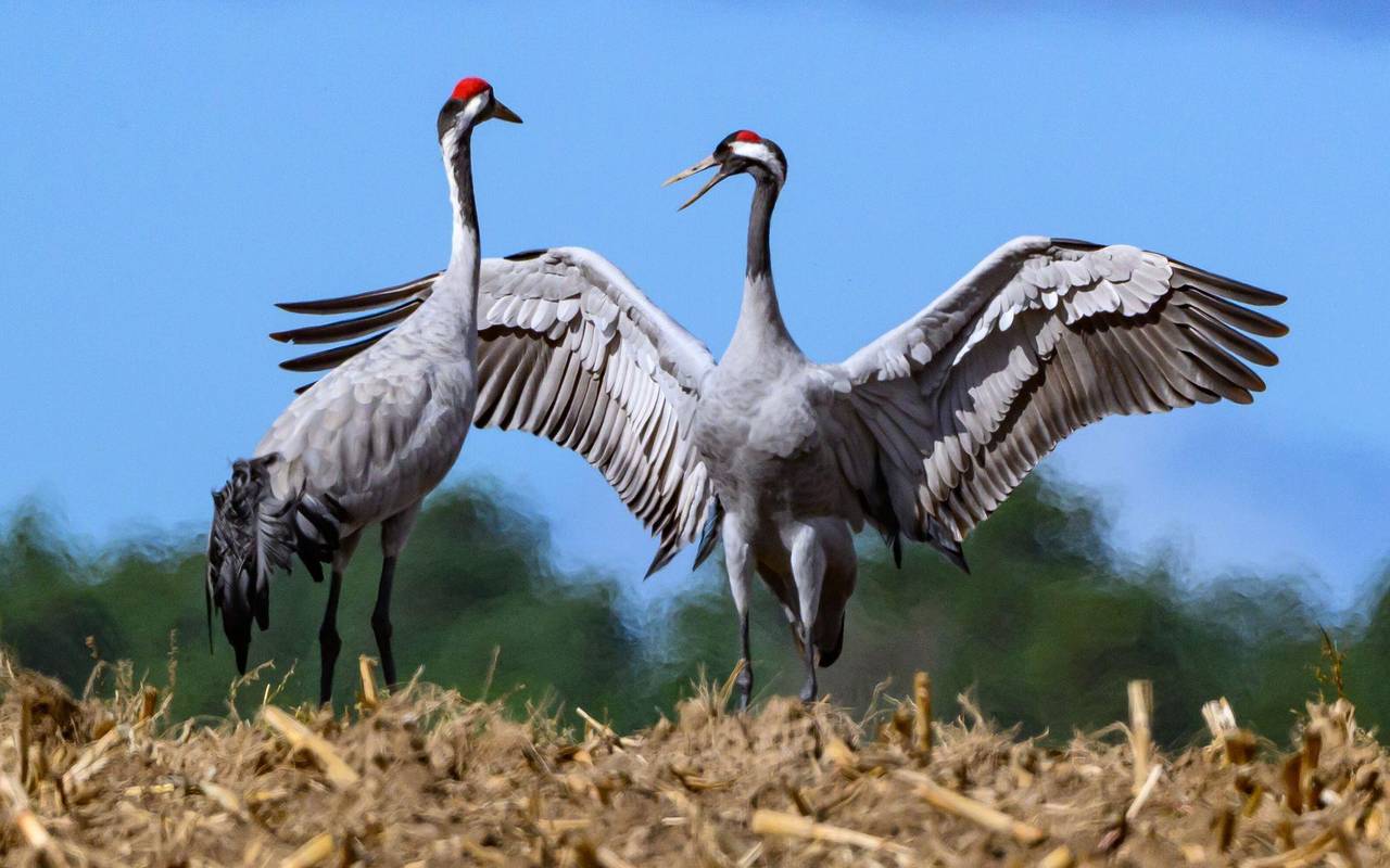 Zwei Kraniche (Grus grus) stehen auf einem abgeernteten Maisfeld