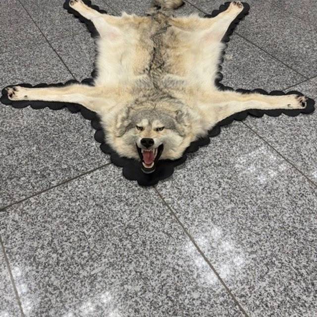 Zoll findet Wolfspelz im Koffer