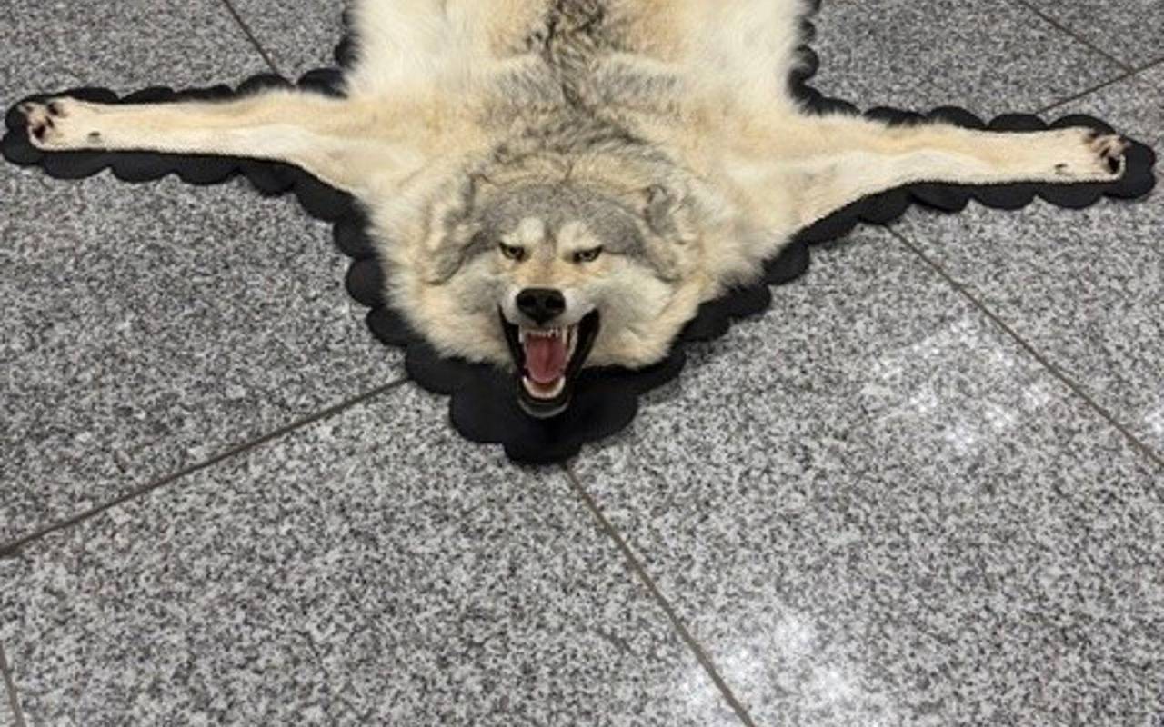 Zoll findet Wolfspelz im Koffer