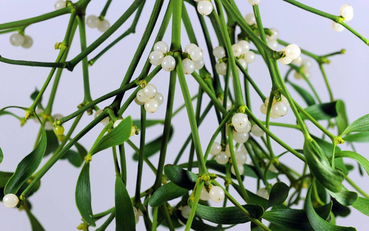 Mistelzweige mit Beeren