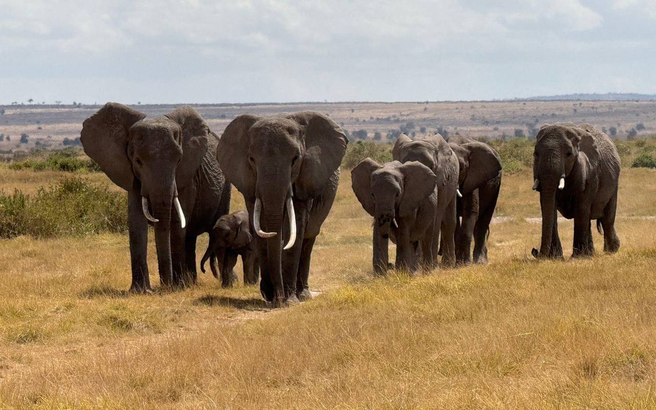 Elefanten im Amboseli-Nationalpark