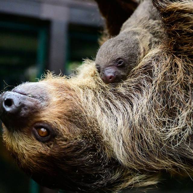 Nachwuchs bei den Faultieren im Vogelpark Walsrode