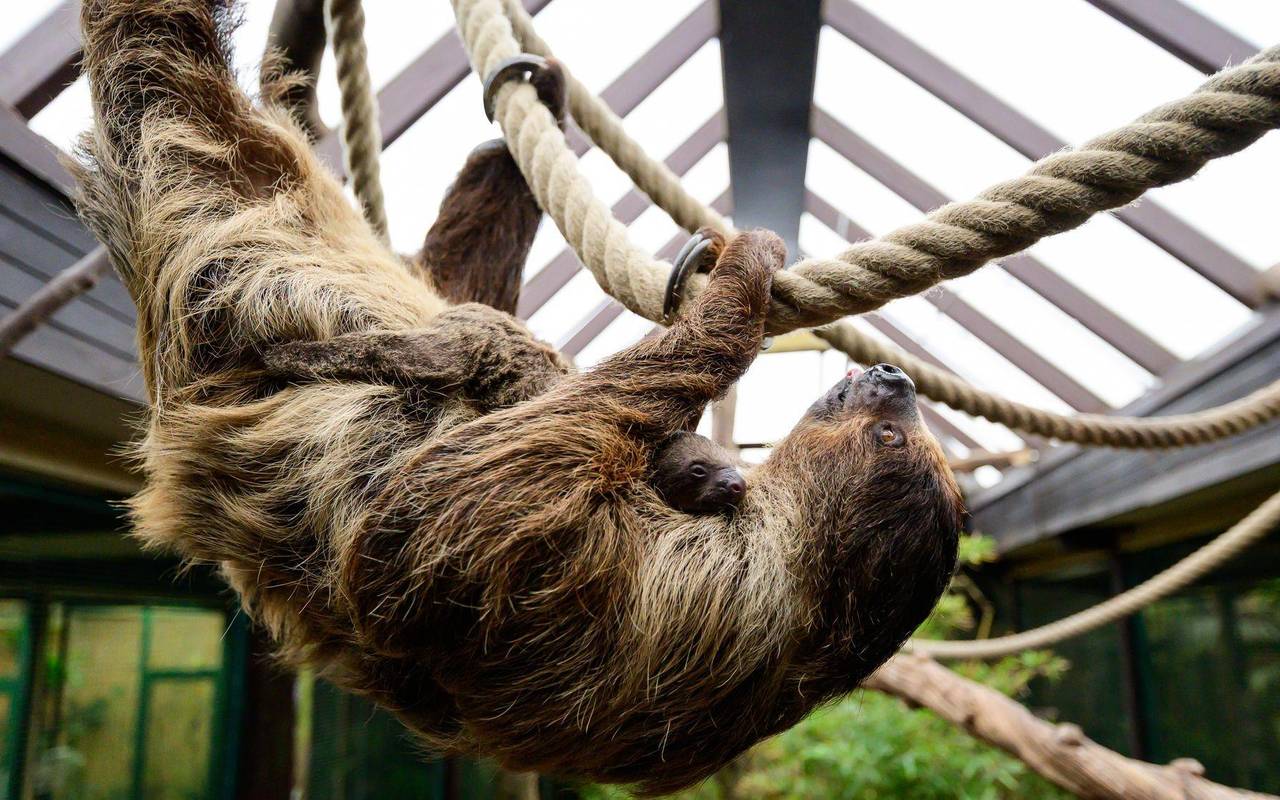 Nachwuchs bei den Faultieren im Vogelpark Walsrode