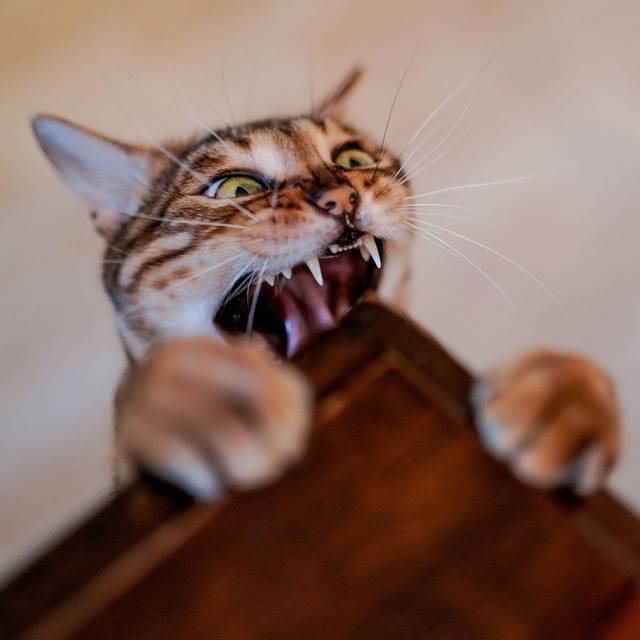 Katze zeigt an einem Tisch ihre Zähne