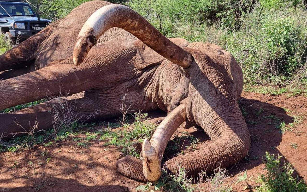 Berühmter Elefantenbulle Craig in Kenia gestorben