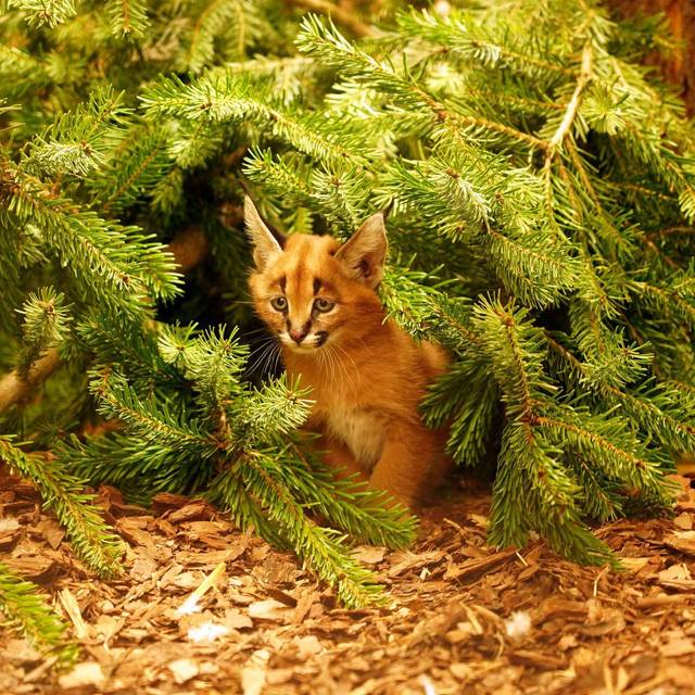 Karakal-Nachwuchs im Zoo Dresden