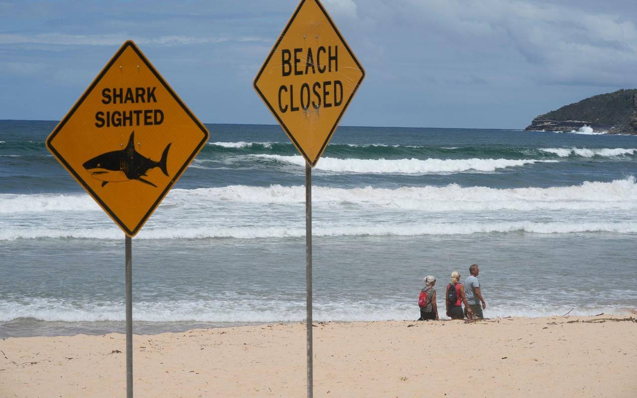 Haiangriffe in Australien
