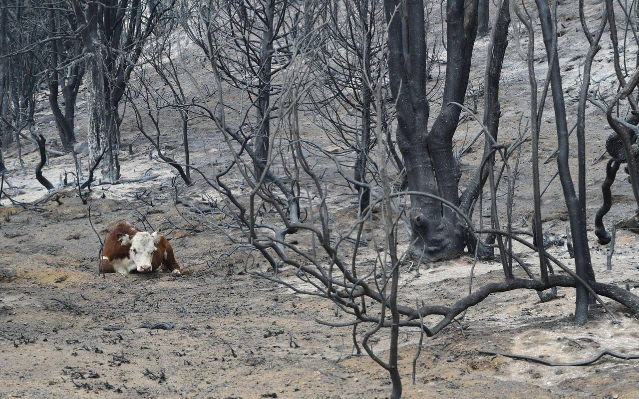 Waldbrände in Argentinien