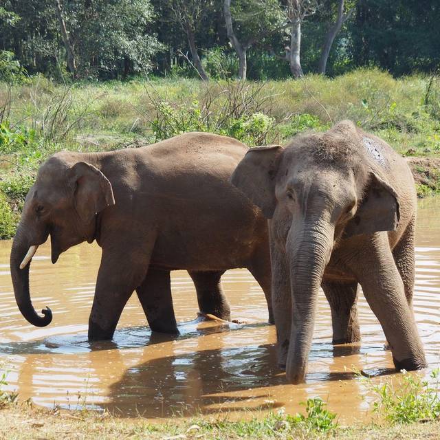 Asiatische Elefanten in Thailand