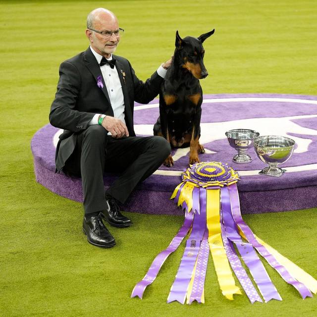 Hundeausstellung Westminster Kennel Club Dog Show in USA