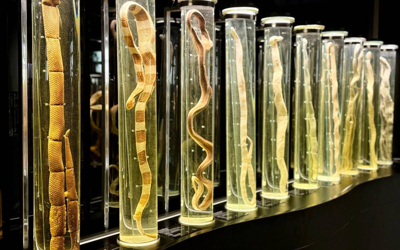 Schlangenfarm in Bangkok zur Herstellung von Antiserum