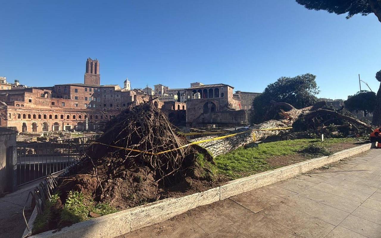 Umgestürzte Pinie im historischen Zentrum Roms