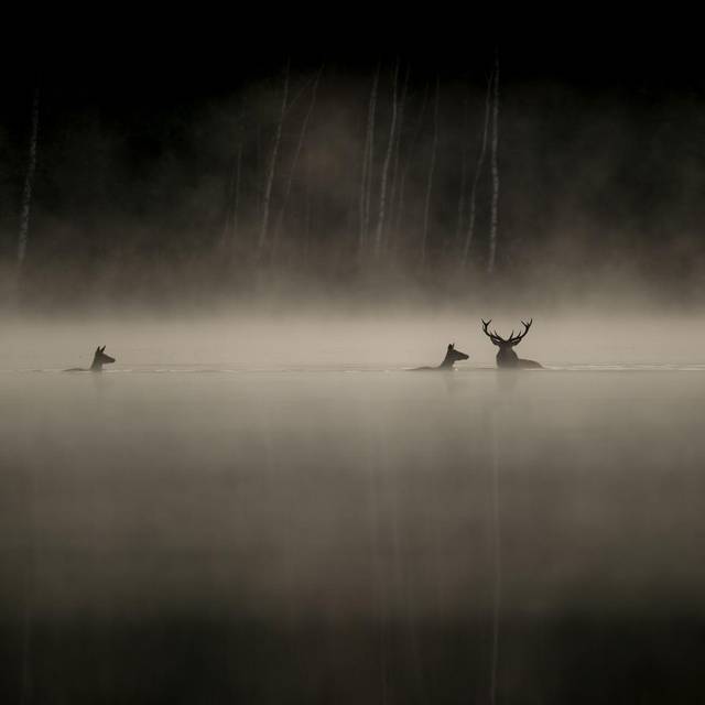 Kinostart - «Das Flüstern der Wälder»