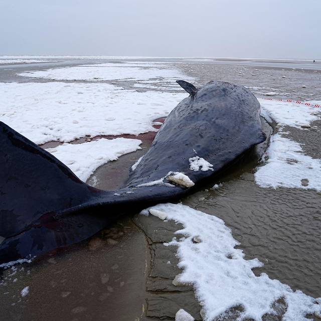 Pottwal in Dänemark gestrandet