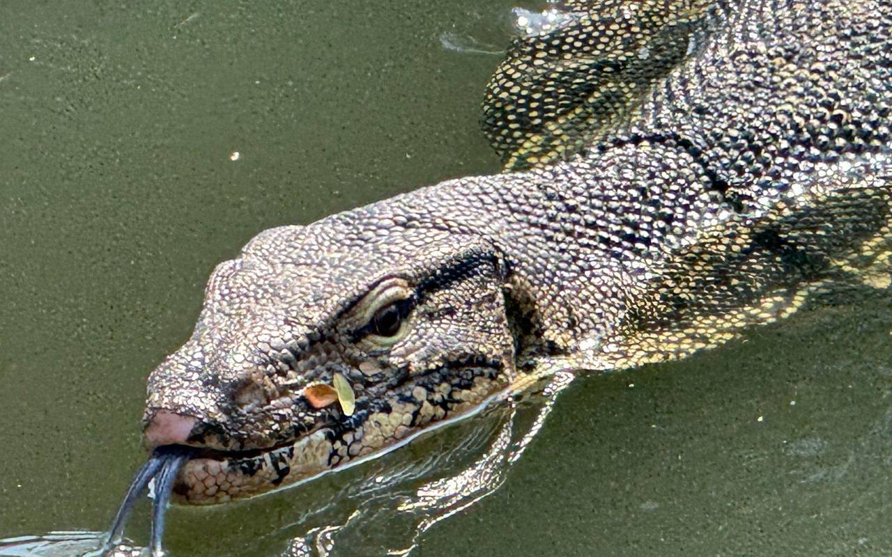 Bindenwaran in Bangkok