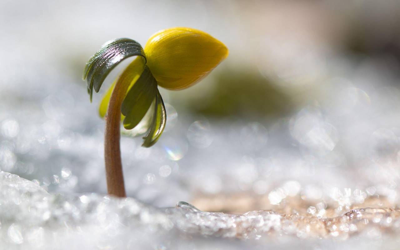 Winterling in Sachsen