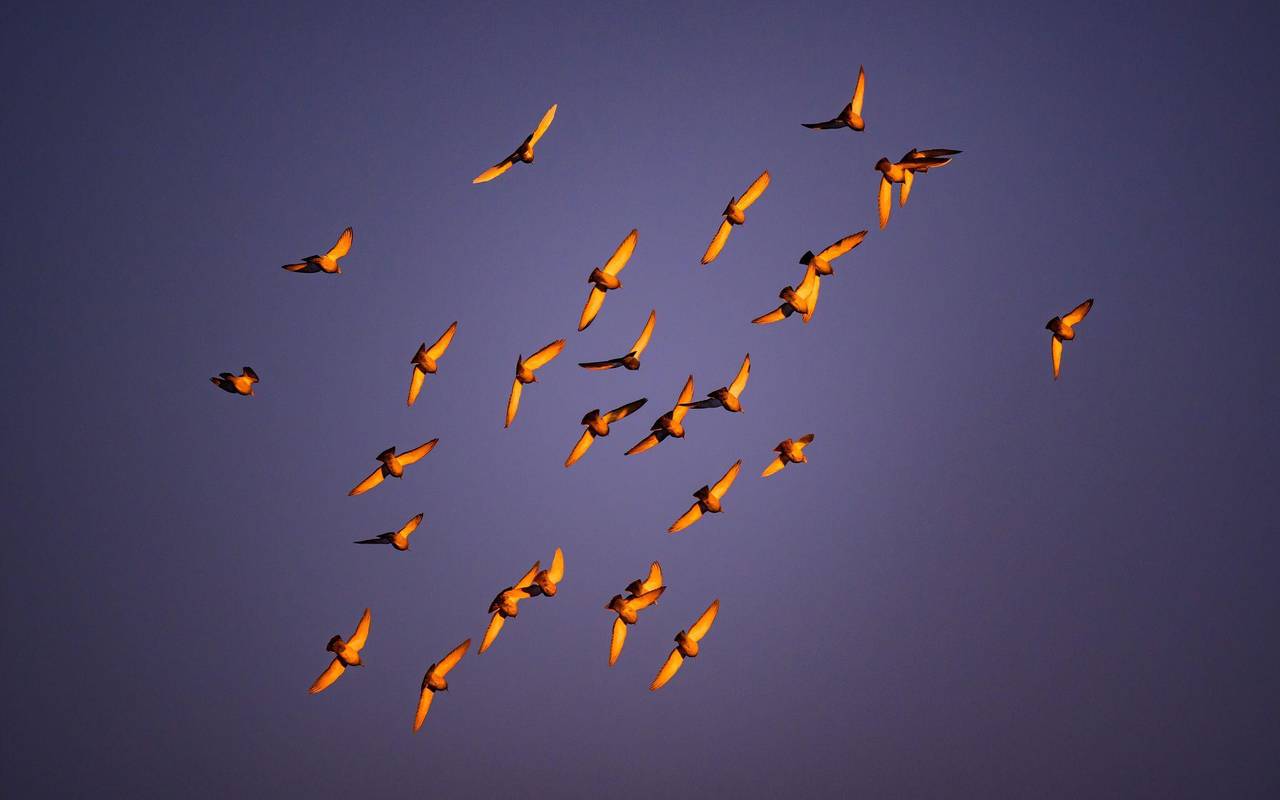 Tauben im Morgengrauen