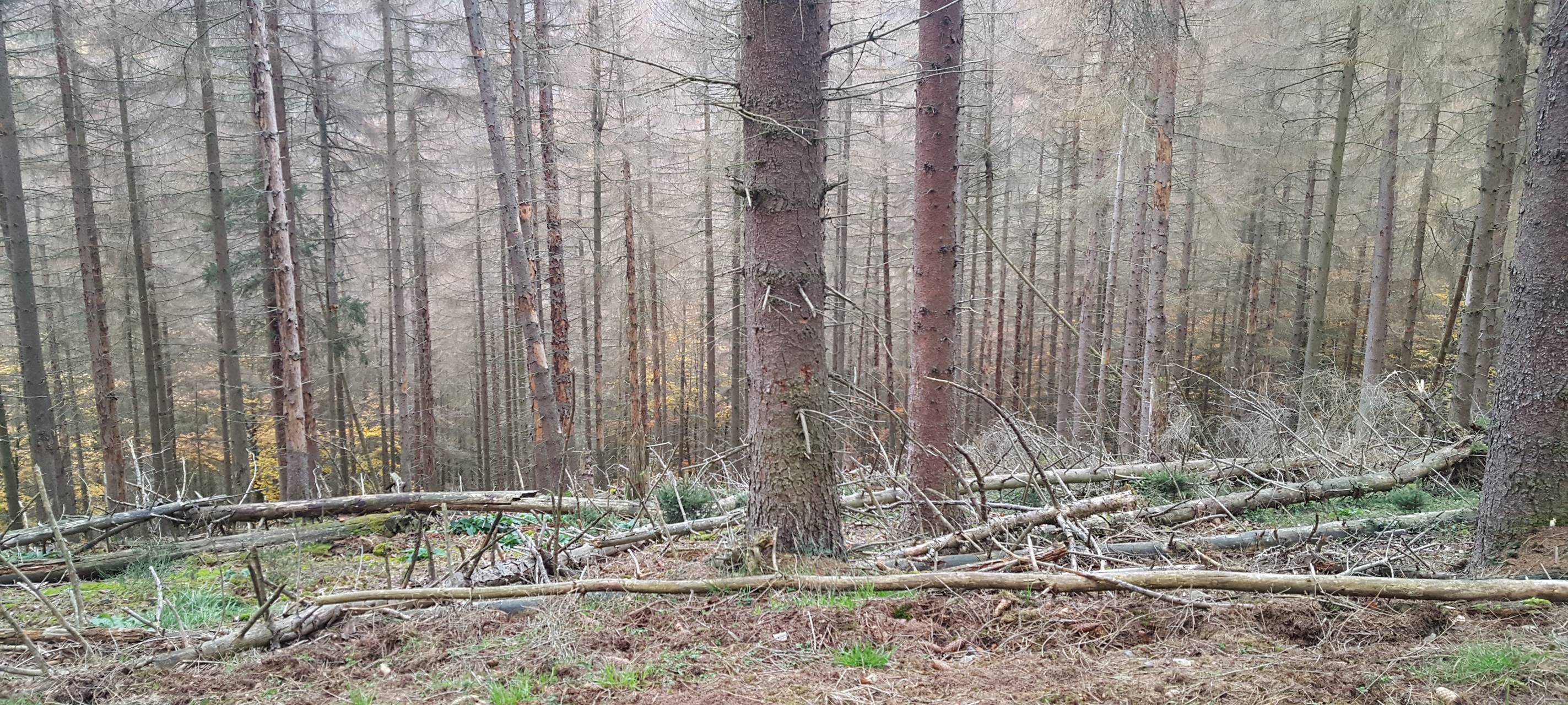 Borkenkäfergefahr steigt wieder
