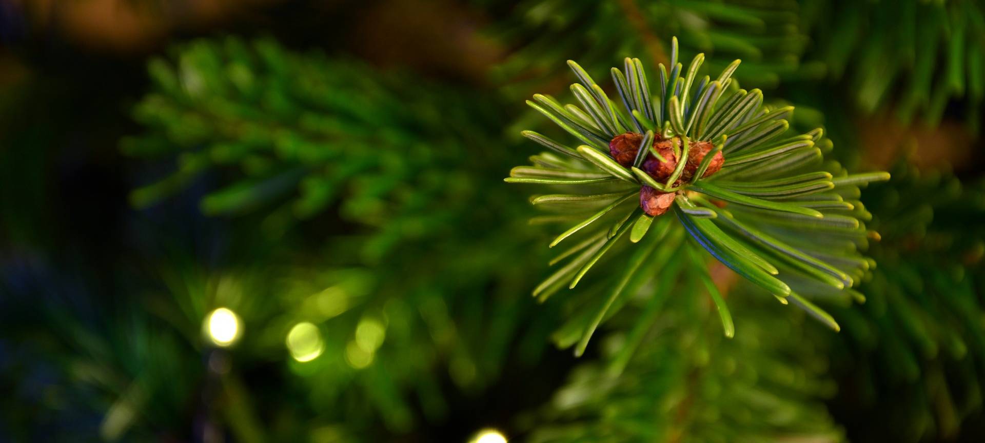 Weihnachtsbäume fliegen raus