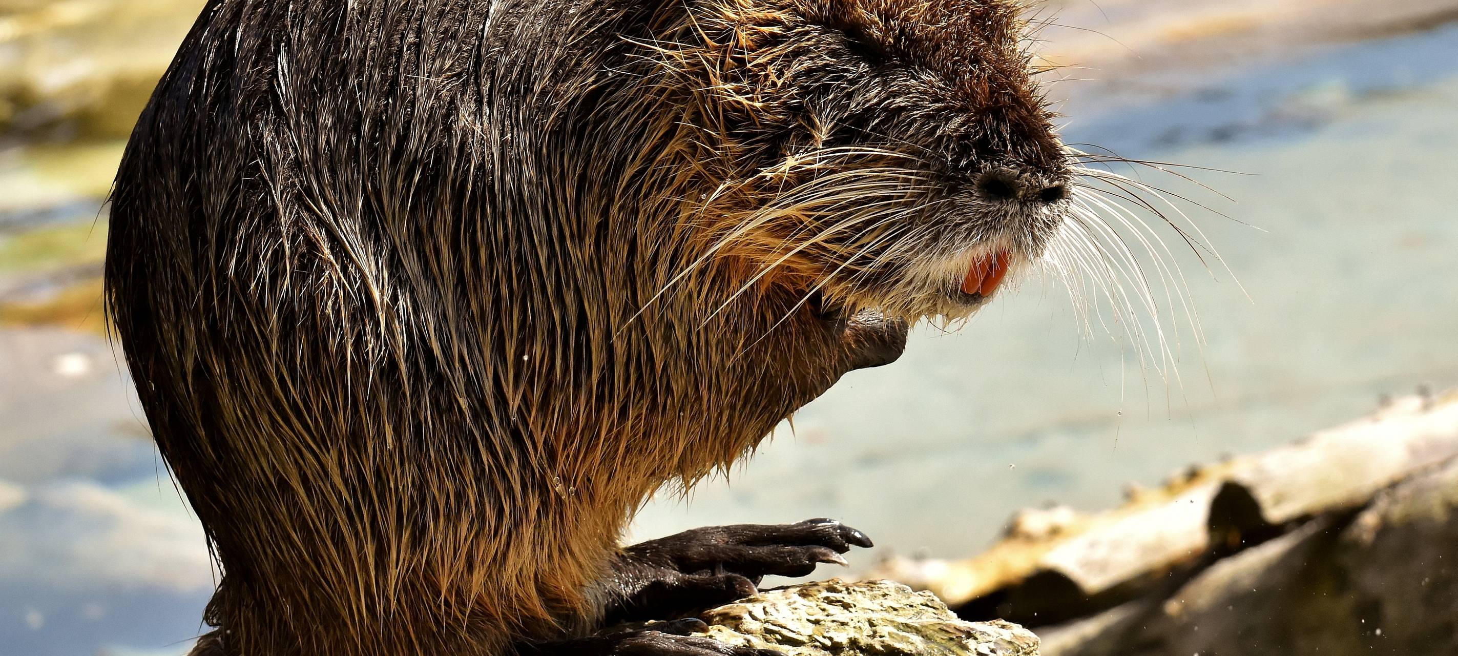 Wasserverband stellt Fallen auf