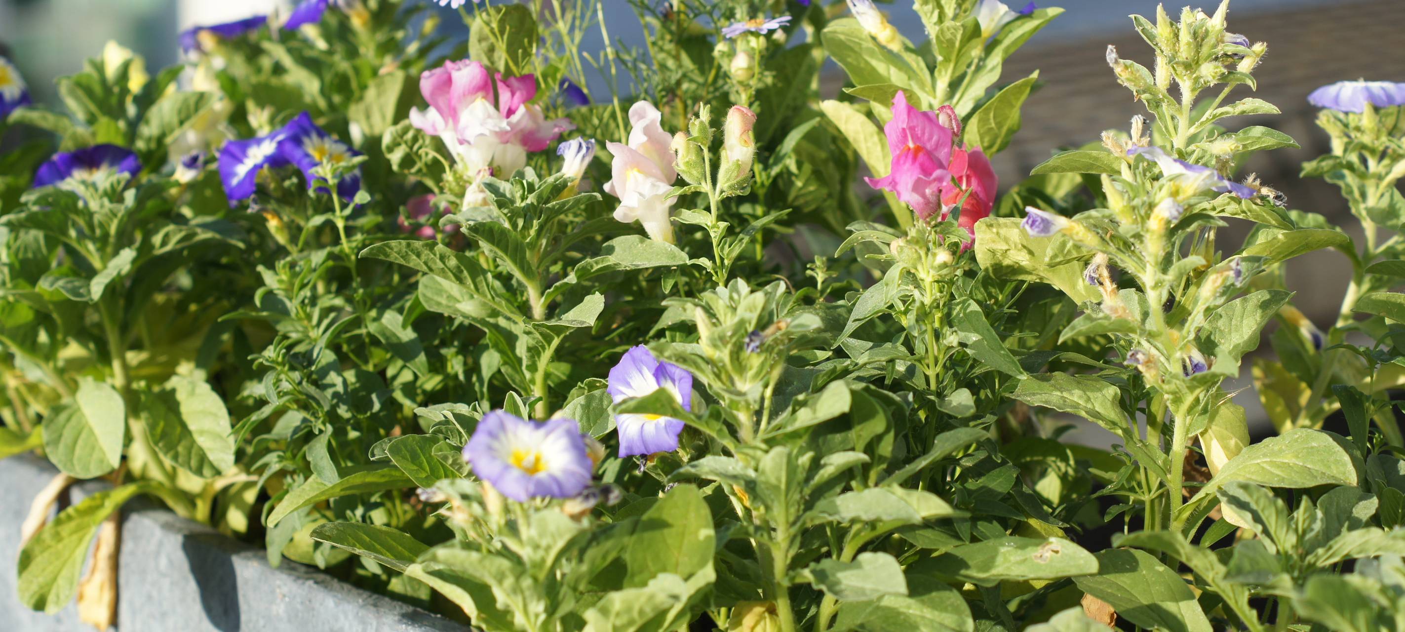 Pflanzentauschbörse in Kreuzau