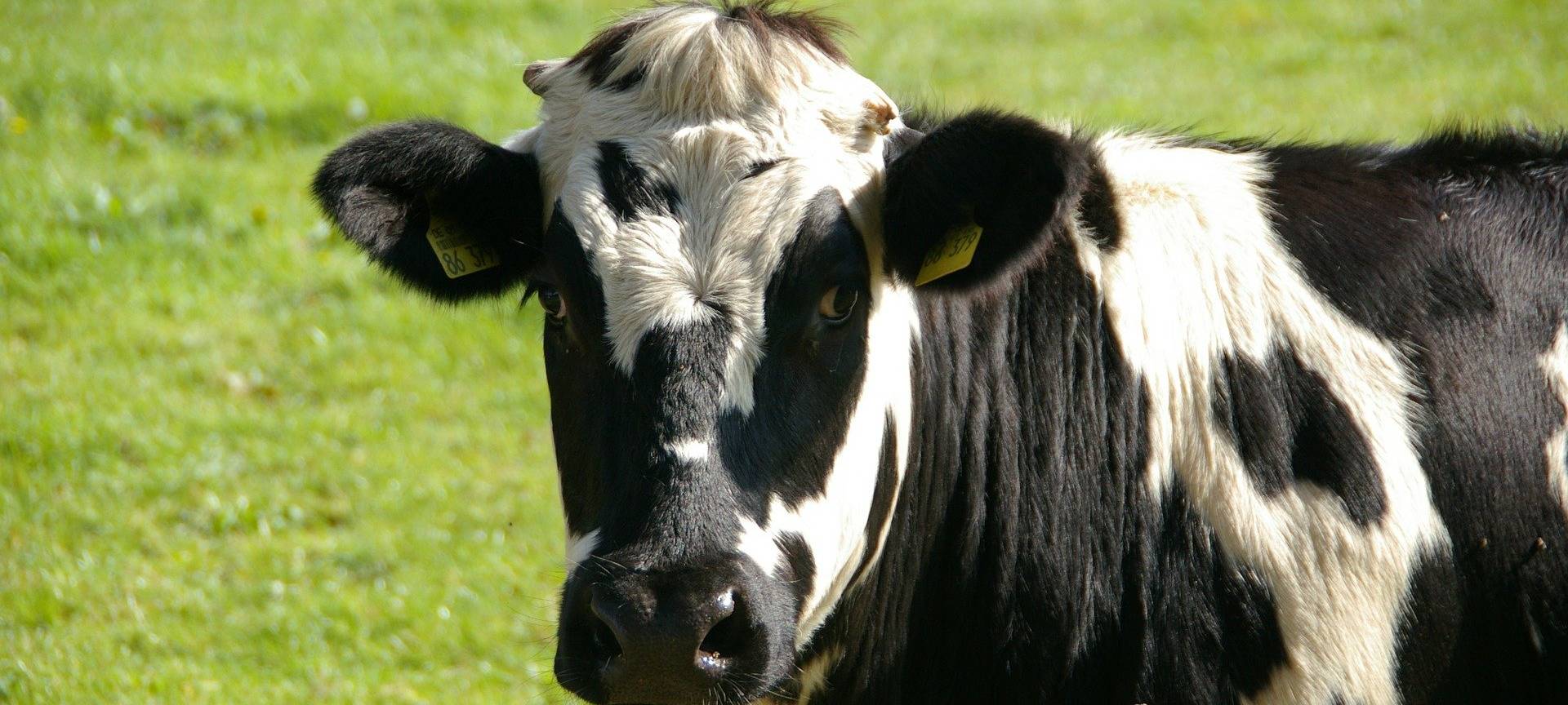 Wettbewerb für innovative Ställe