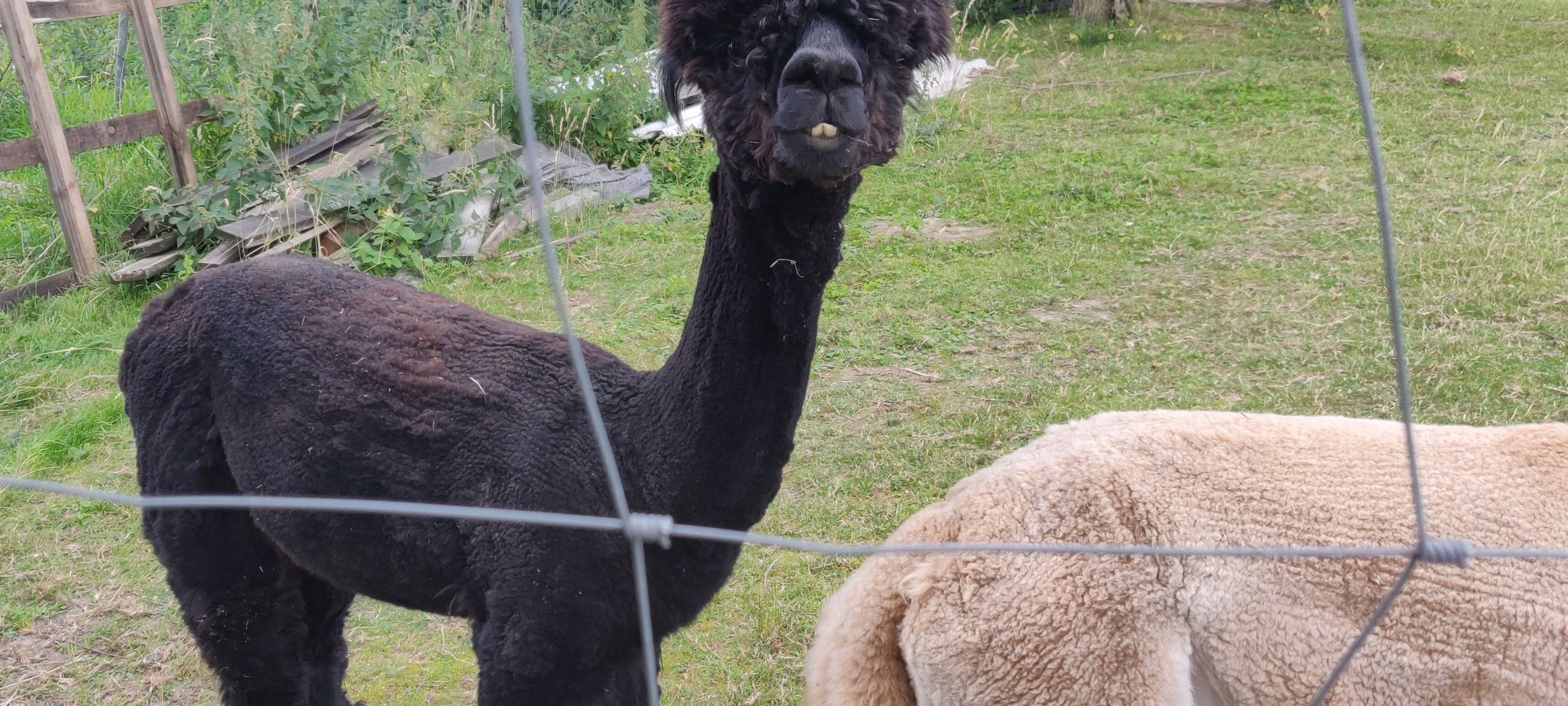 Nutztiere anmelden - zu ihrem eigenen Schutz