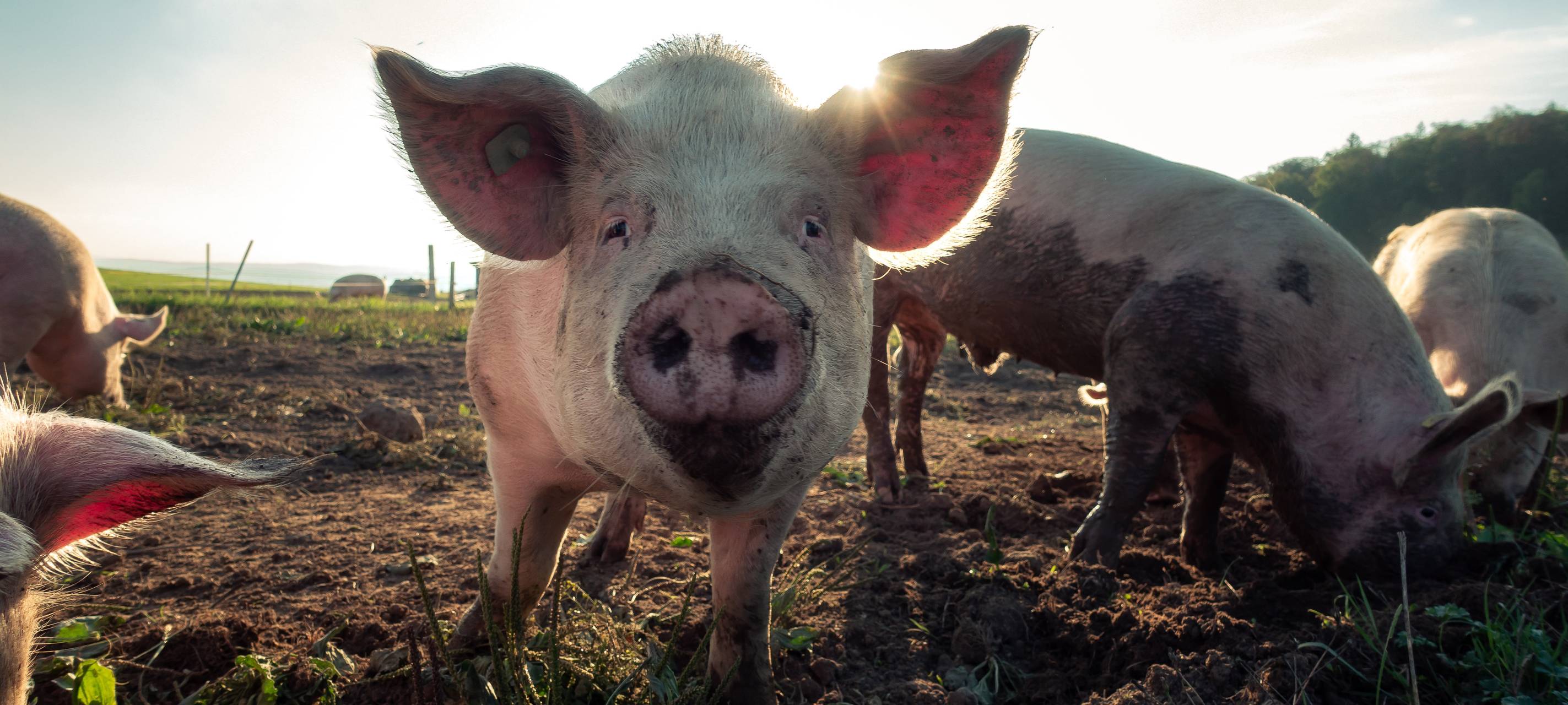 Anhörung zur geplanten Tierhaltungskennzeichnung