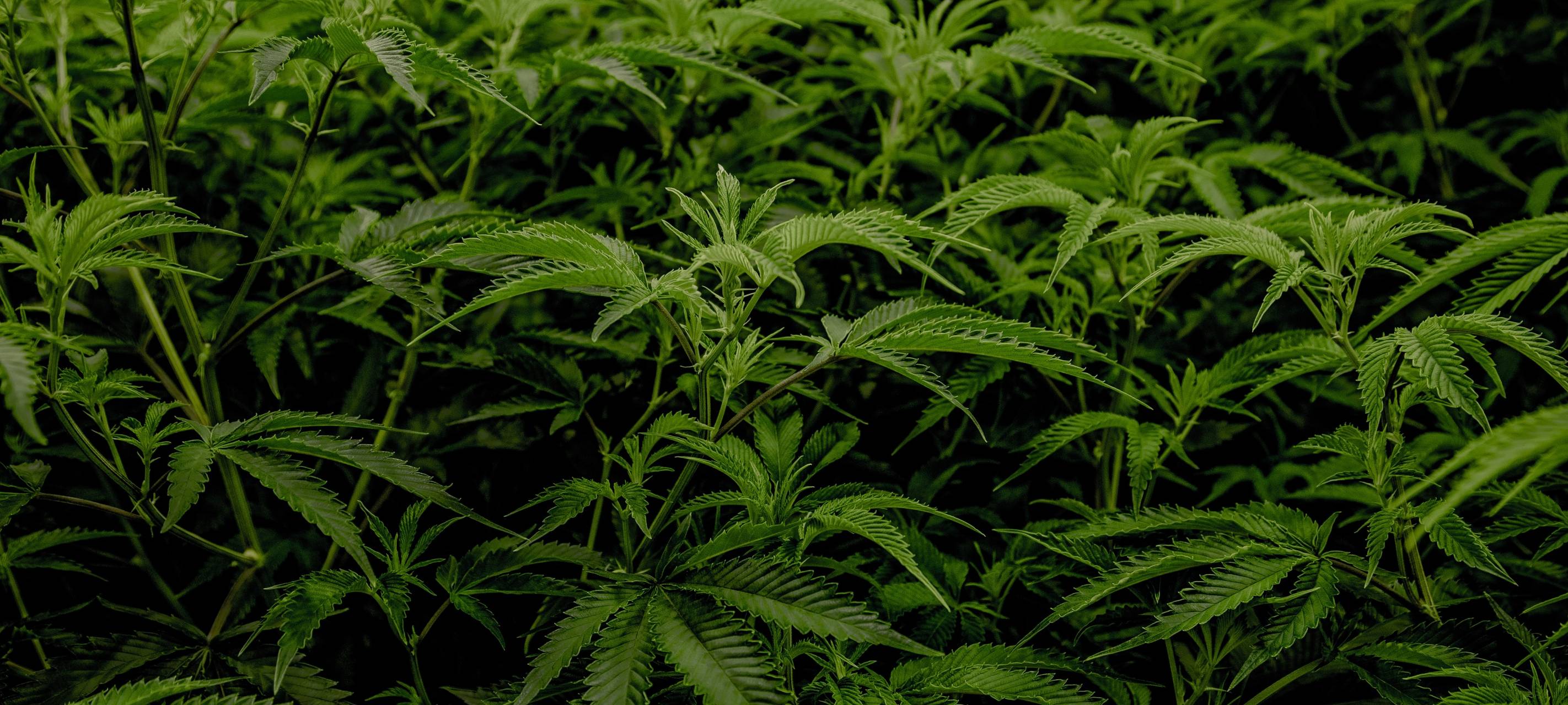 Weniger Drogenkriminalität im Kreis Düren