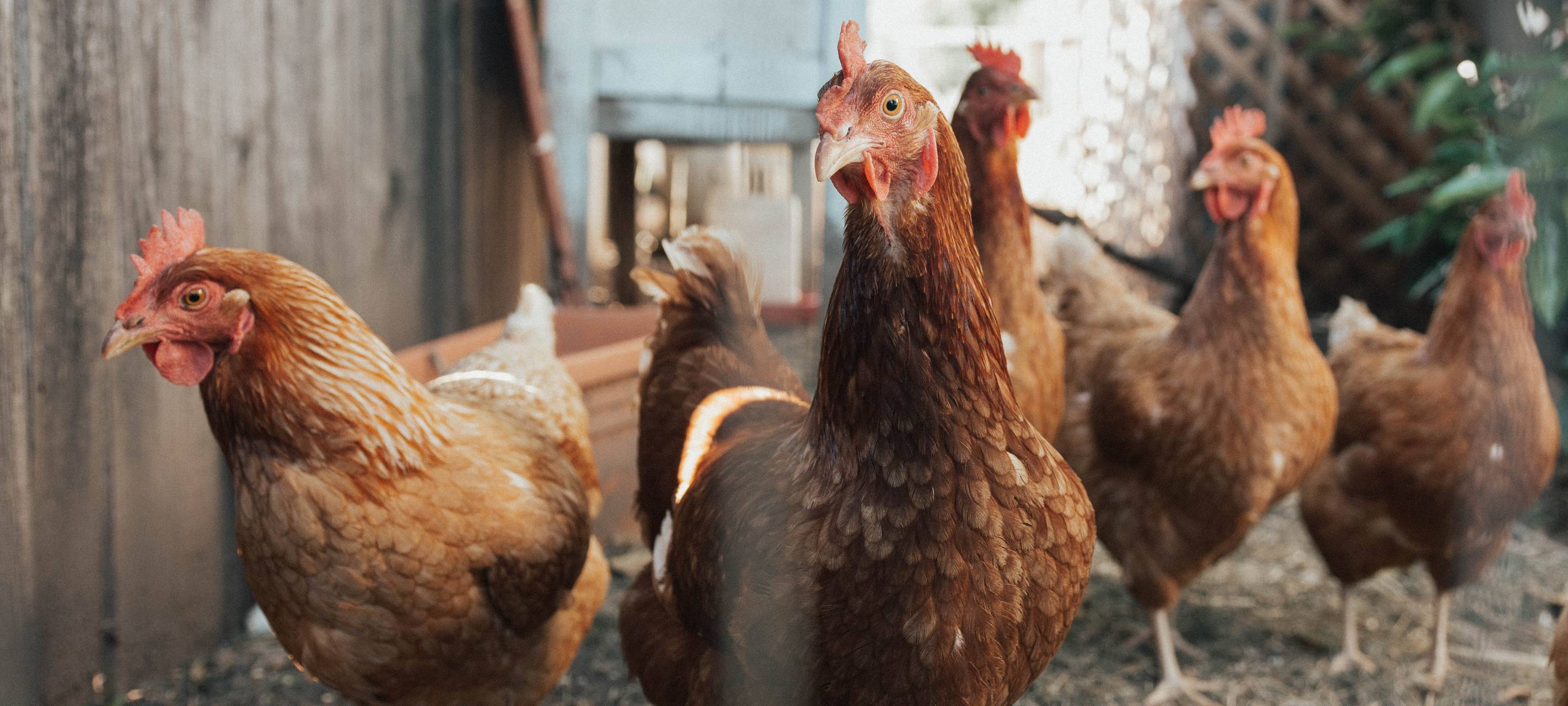 Erster Fall von Vogelgrippe im Kreis Düren bestätigt
