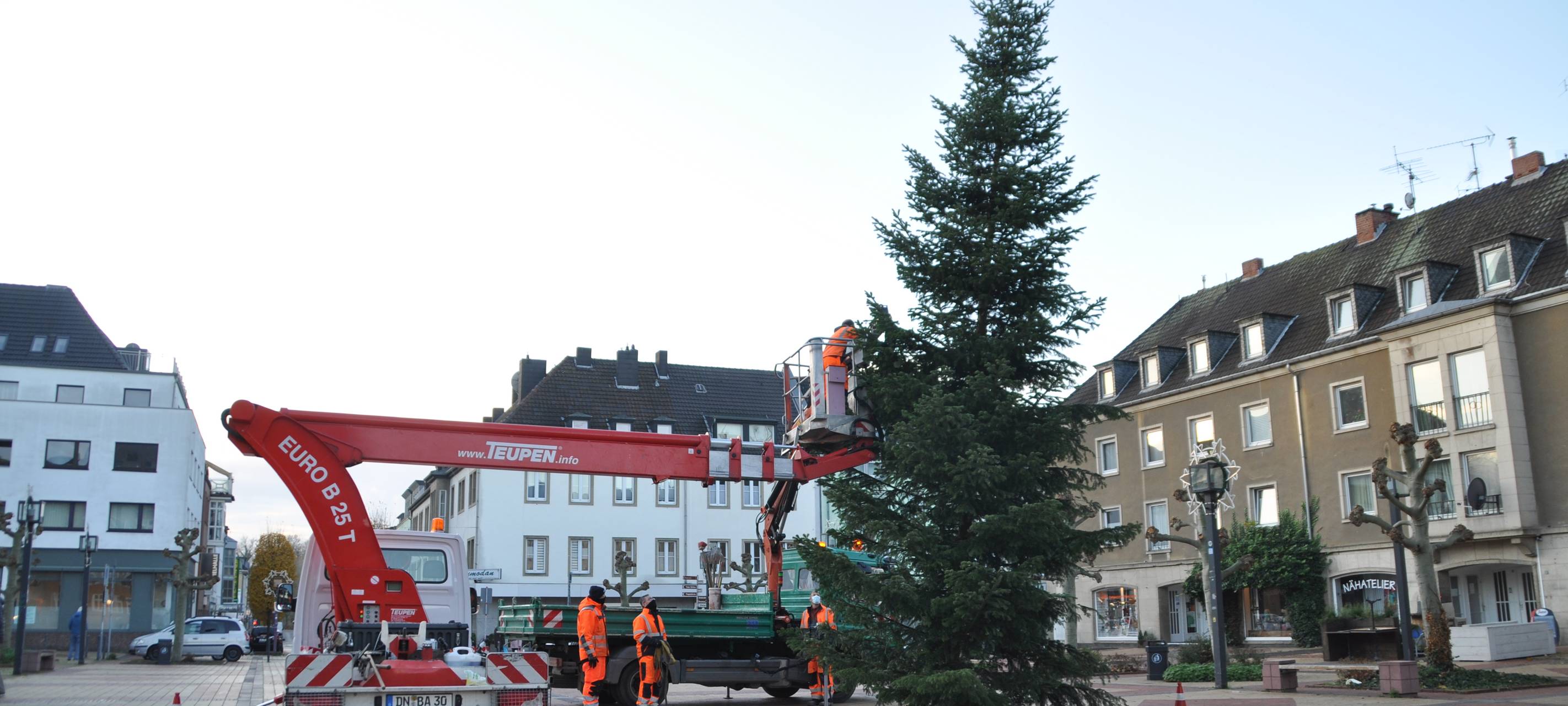 Baum in Jülich steht