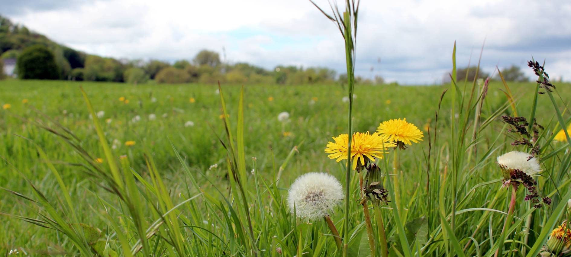 Pollenberatung für Allergiker