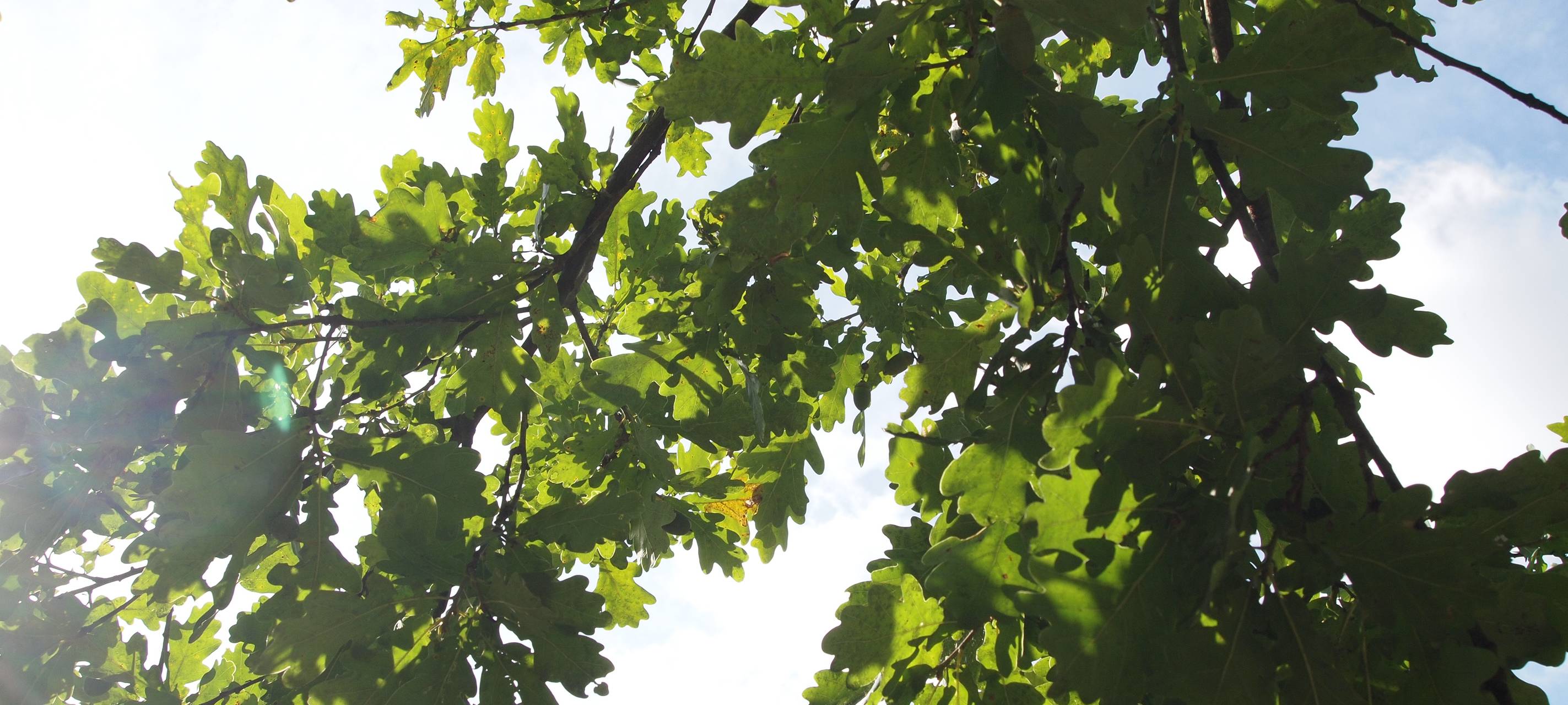 Katastrophale Borkenkäferplage