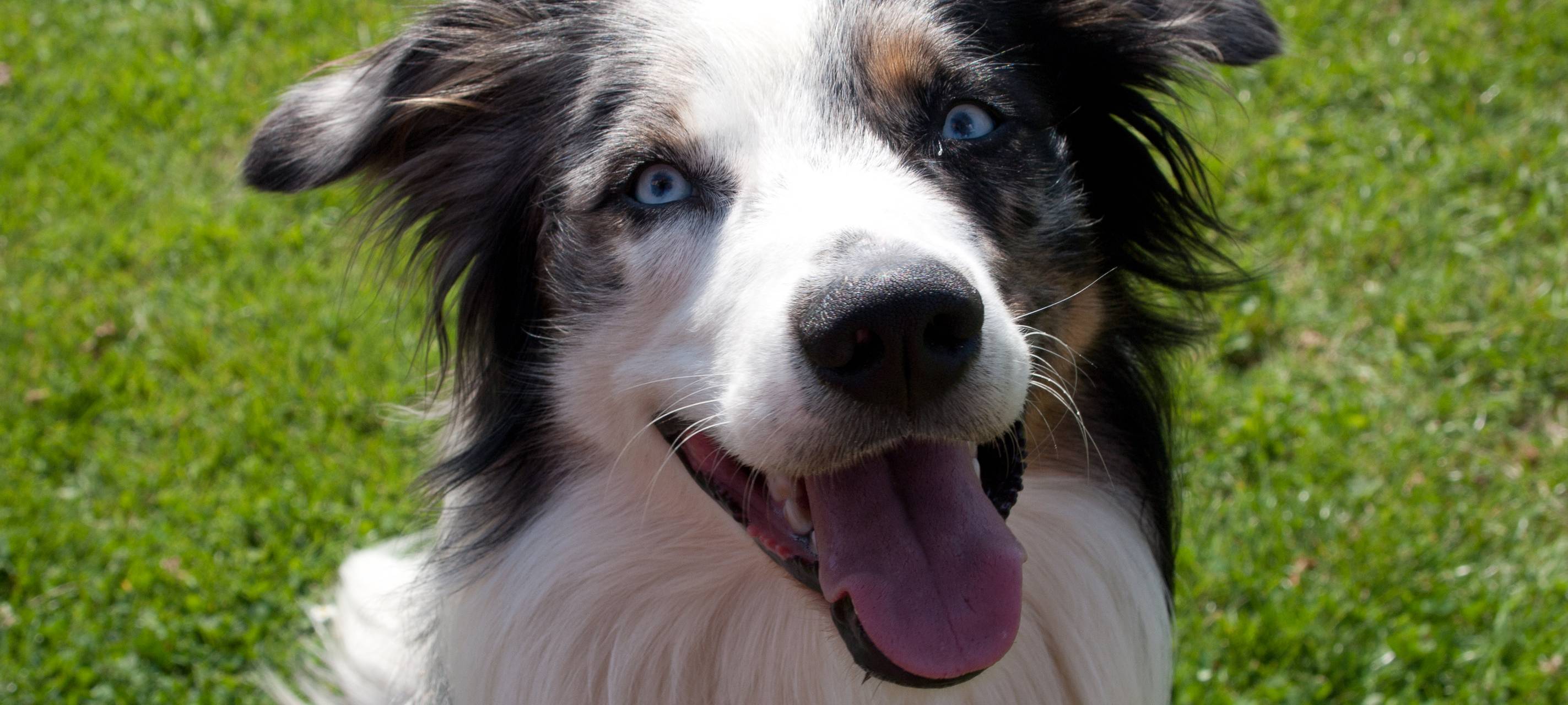 Gefahr für Hunde beim Schwimmen in der Rur