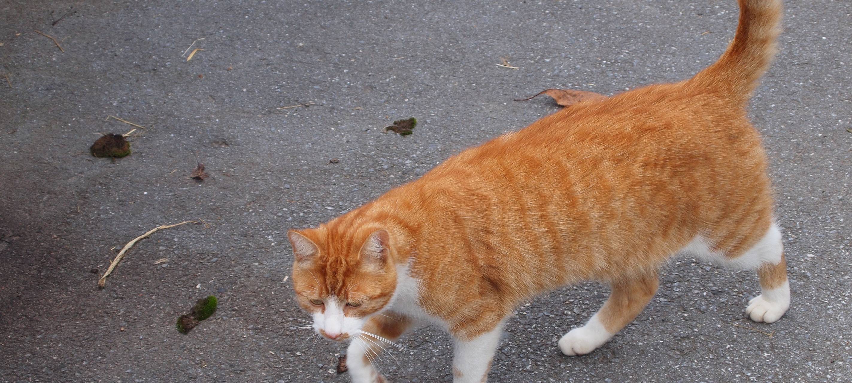 Katzen müssen kastriert werden