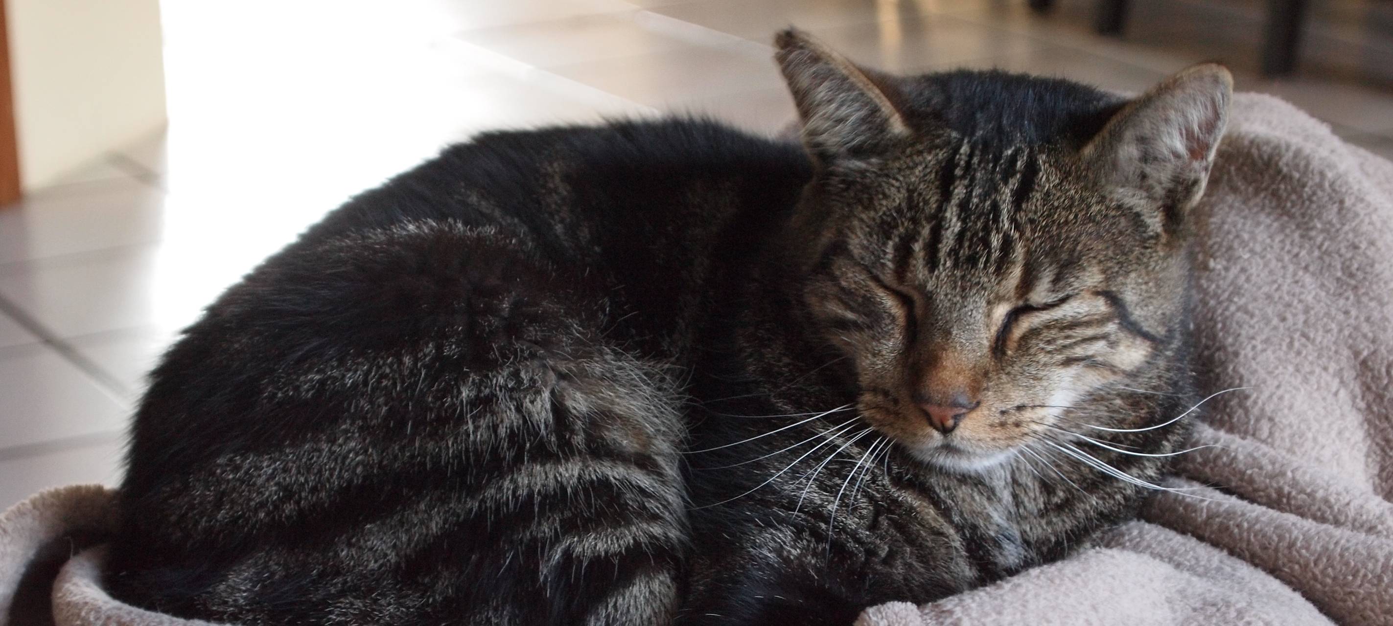 Katzenkastrationskampagne gestartet