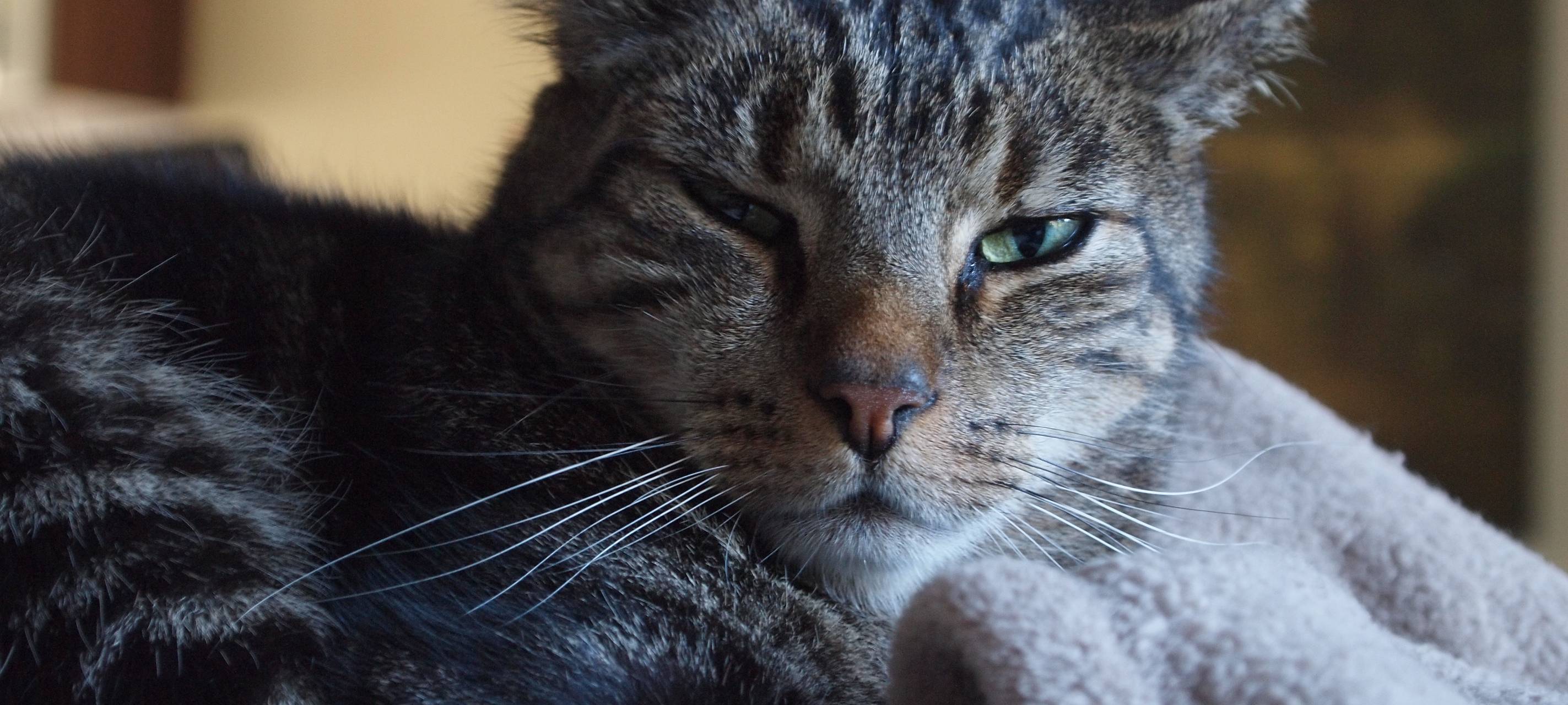 Mit Luftwaffe auf Katze geschossen
