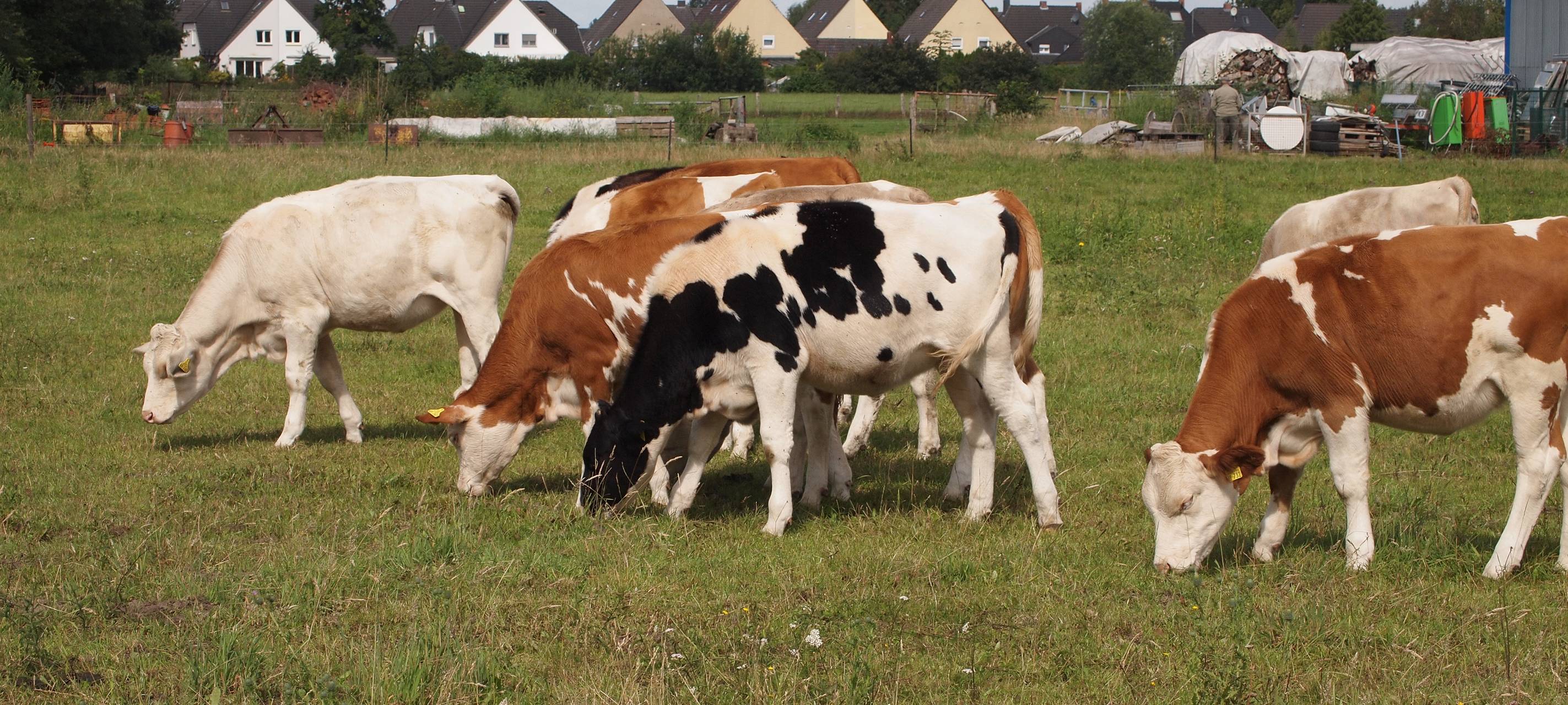 Weniger Milchkühe im Kreis Düren