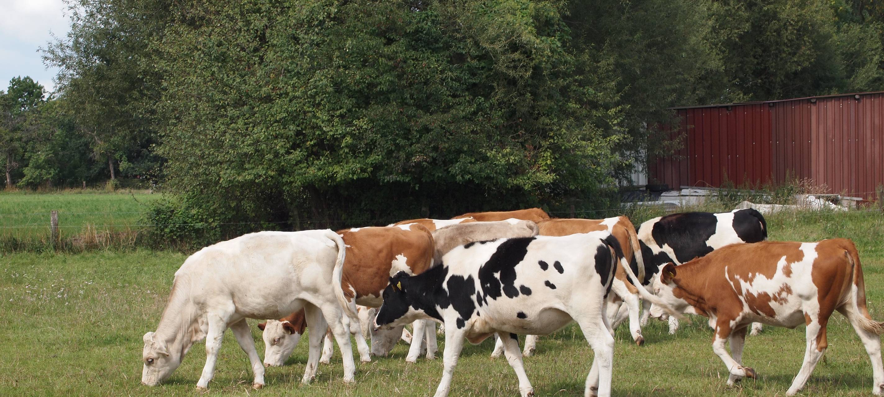 Weiter kein Rinderherpes entlang der Rur