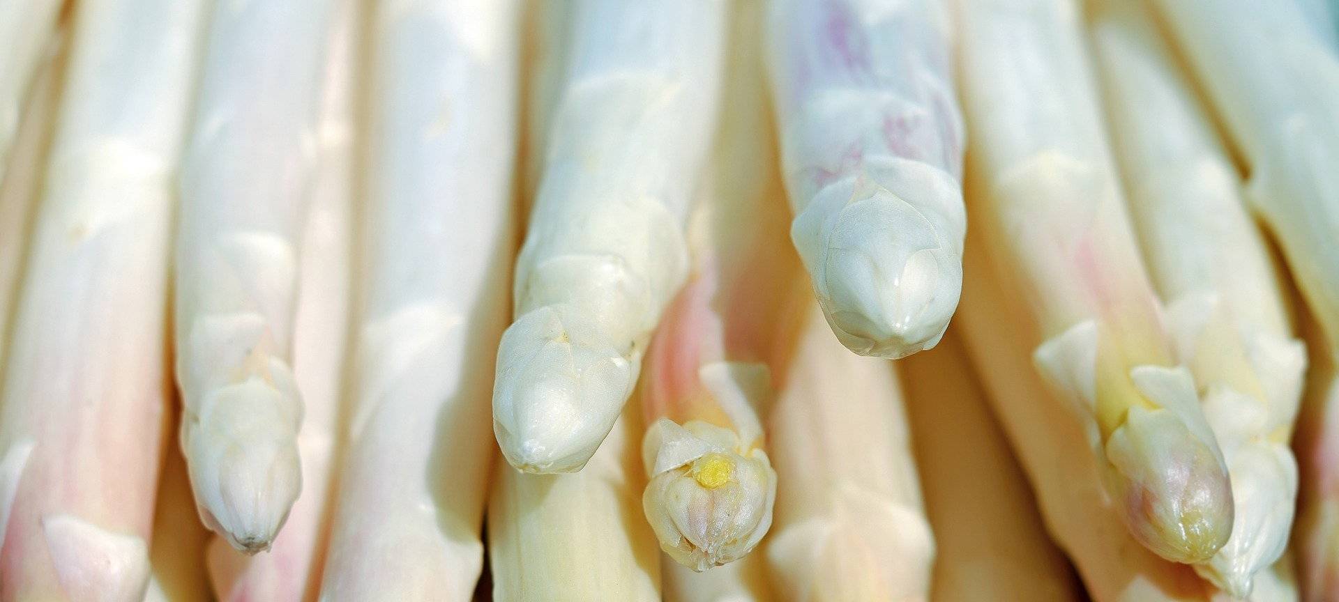 Spargel-Ernte auf Hochtour
