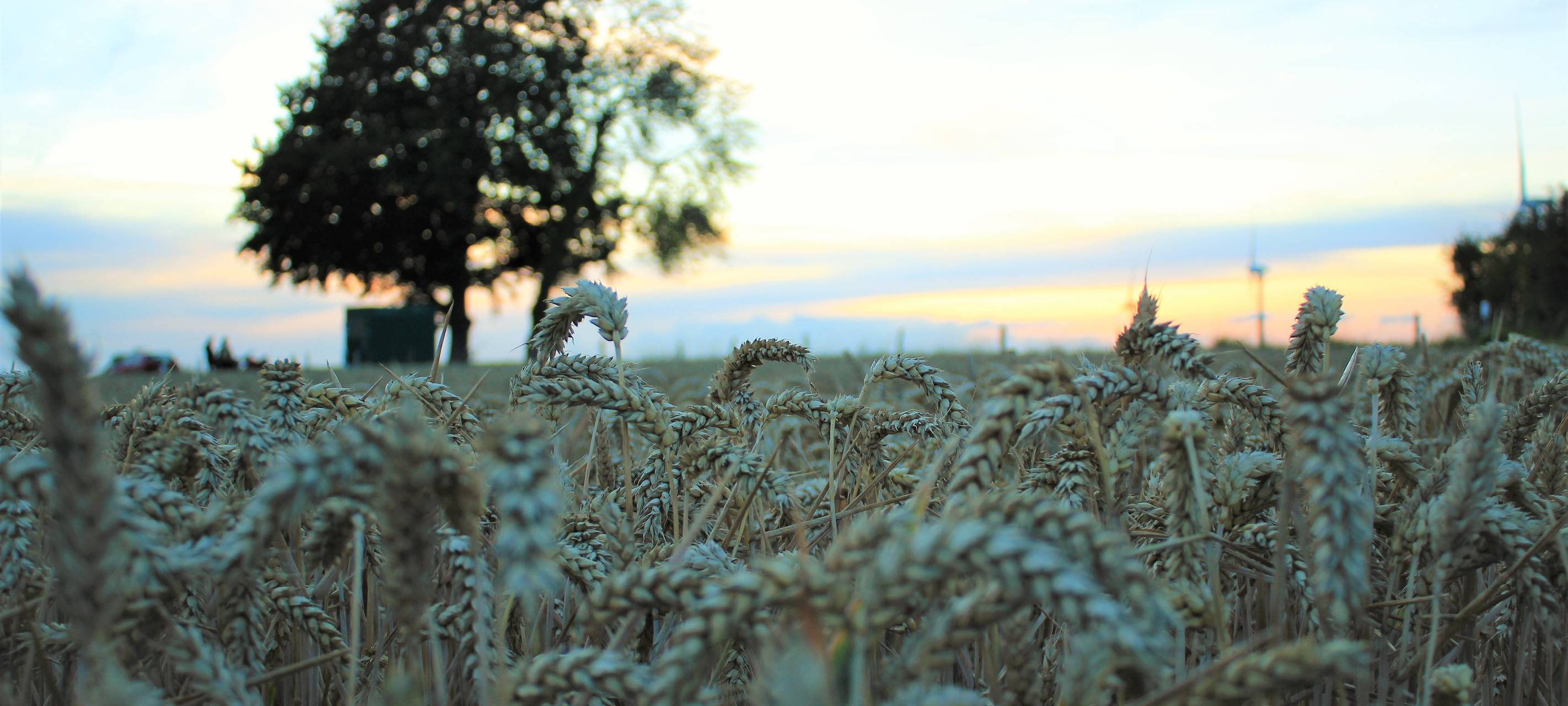 Ernte gestaltet sich schwierig