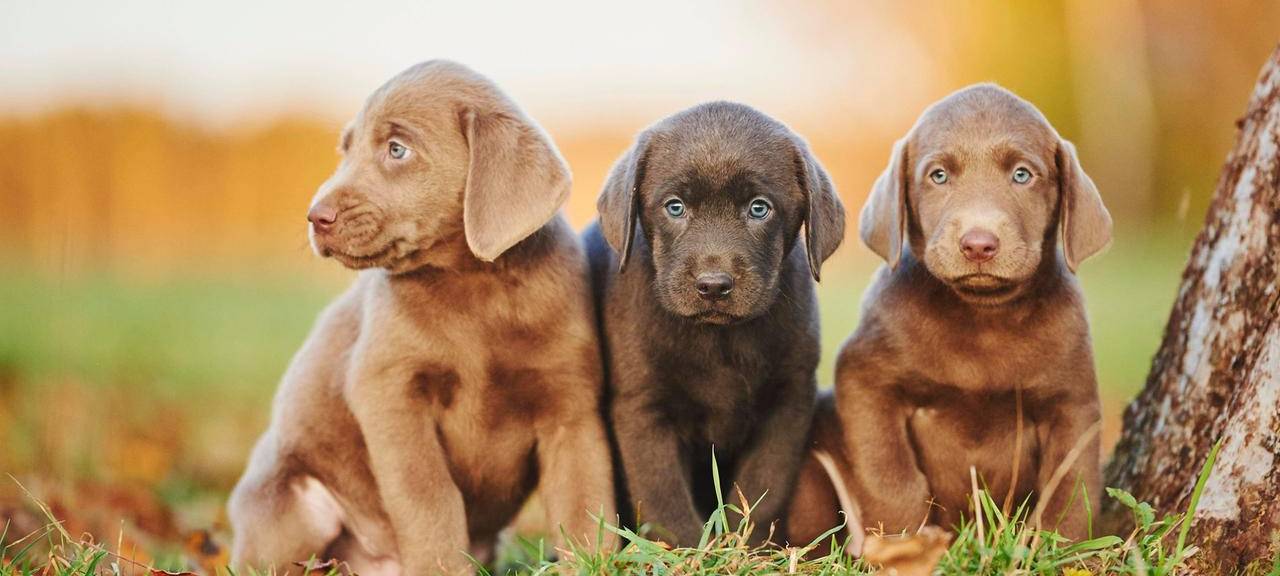 Hundezählung in Linnich