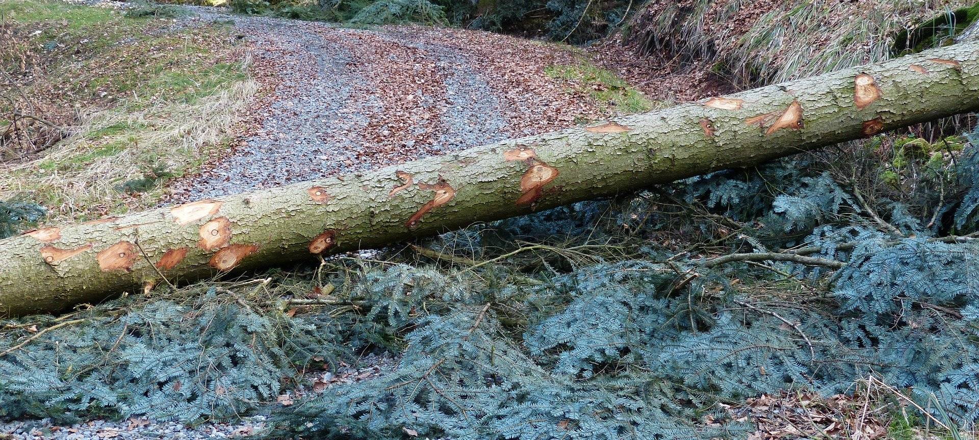 Vorsicht beim Betreten der Wälder